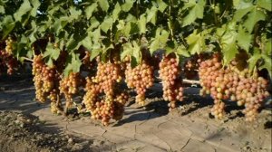 ВИНОГРАД ЛИВИЯ