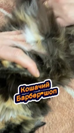 Подстригаем кошкину попку