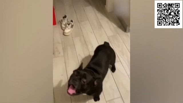 Смешные коты до слёз я ржал 3 часа! Лучшие смешные видео с животными! Смешно до слез смотреть онлайн