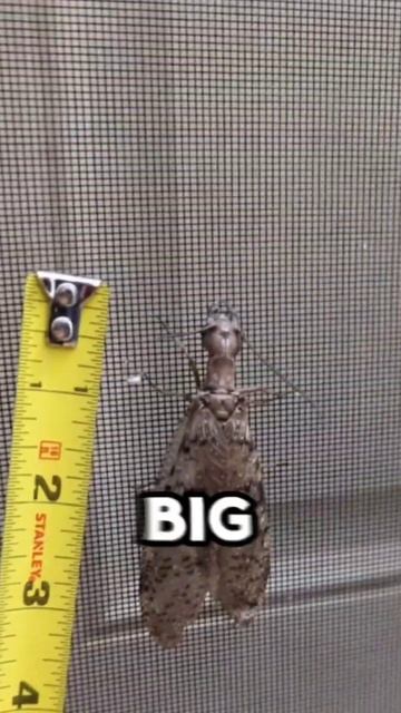 Dangerous Insect смотреть онлайн