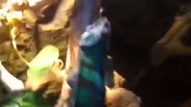 Chameleon panther Ambilobe