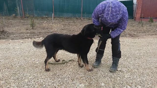 Морган. Ищем дом. смотреть онлайн