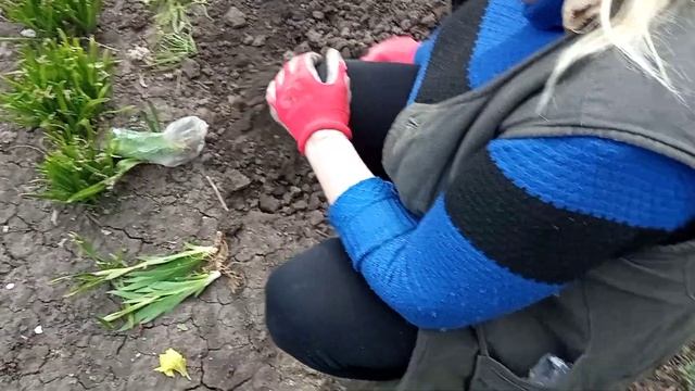 Восемь сортов ирисов маааленьких смотреть онлайн