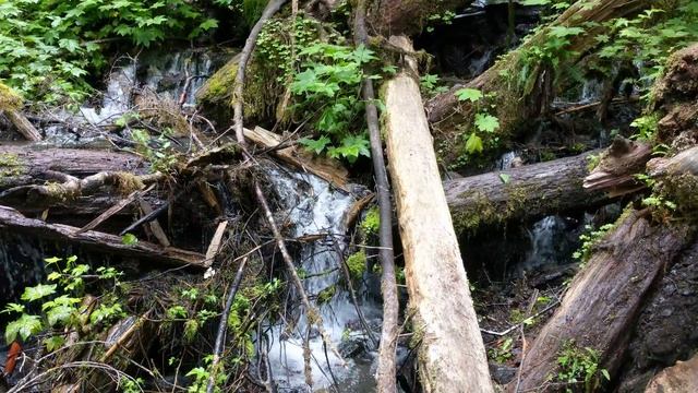 Olympic N.P. - Mineral Creek Falls 2018 Jul. 06 смотреть онлайн