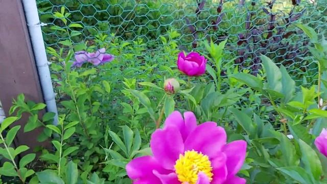 5월의 꽃- 울타리 너머의 클레마티스와 꽃 구경하세요 / beautiful clematis and peony flower beyond the fence /