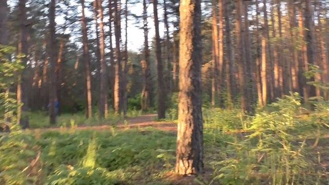 Собираем грибы в лесу. смотреть онлайн