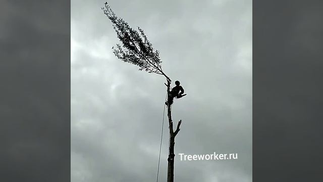 Удаление дерева с завешиванием веток. Спиливание дерева по частям. Treeworker.ru