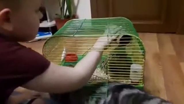 Знакомство с питомцами смотреть онлайн