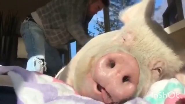 🤟😊🔥💥СТИХ ПРО САЛО ИЛИ ИСПОВЕДЬ УКРАИНЦА!👍😀🔥💥 смотреть онлайн