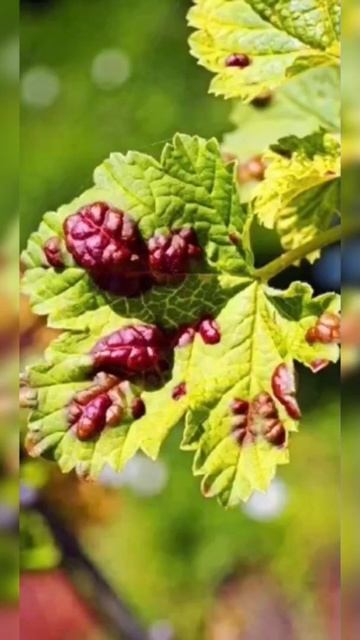 ВНИМАНИЕ ГАЛЛОВАЯ ТЛЯ! ЭКОУдобрения без ГМО И ХИМИКАТОВ. Дёшево ➡️ https://taplink.cc/_sad_mechta смотреть онлайн