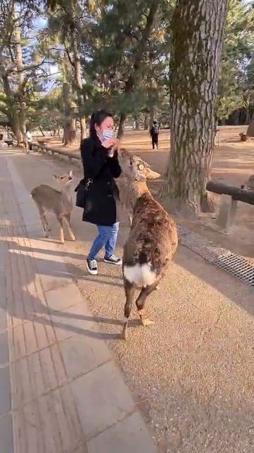 🇯🇵 Oh, dear! 💓🥴🦌 Deer rampage in Nara, Japan. смотреть онлайн