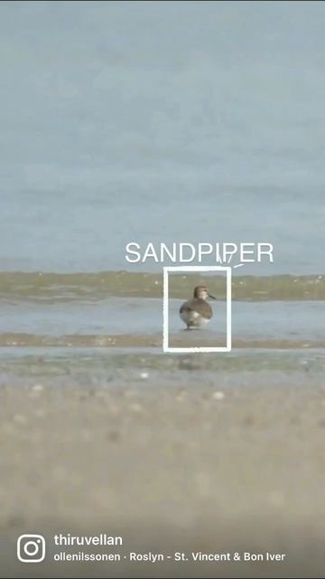 Birdphotography 👍#perak #sony #malaysiaphotographer #wildlifephotography смотреть онлайн