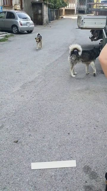 Бездомная, добрая, грузинская лайка. смотреть онлайн