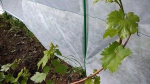 Первые завязи у винограда Кодрянка! Два года ожиданий и вот результат.  Ура!
