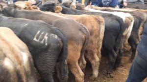 АНДИЖОН АСАКА УЗБЕКИСТОН МОЛ БОЗОРИ ОПТОМ НОВВОСЛАР НАРХЛАРИ 2021 ANDIJON ASAKA MOL BOZORI NARXLARI