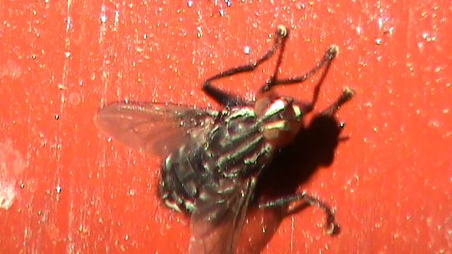 День 2279; 07.07.2002. Муха крупным планом смотреть онлайн