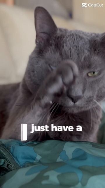 I don’t have an attitude #purr #cats #funny #bluecat #cat #catpurr #cutepets #kitten #kitty