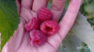 Малина НАНТАХАЛА. Вкус детства!