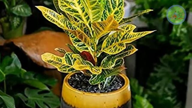 10 Indoor Plants that need Direct Sunlight | Zero care house plants for Lazy Gardeners