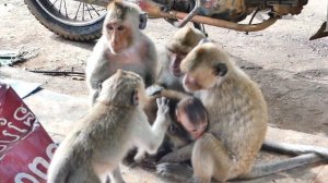 Mama Monkey Malika brings Baby Monkey Mira to go to the high tree Baby is upset Mom disciplines her