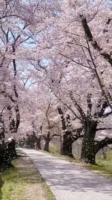 Spring in Japan.Весна в Японии/29.03.22