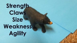 Animal Face Off Alligator vs. Black Bear