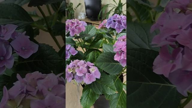 Гортензія  Lady Mata Hari Blue (R)#гортензії #гортензія #garden #гортензиякрупнолистная
