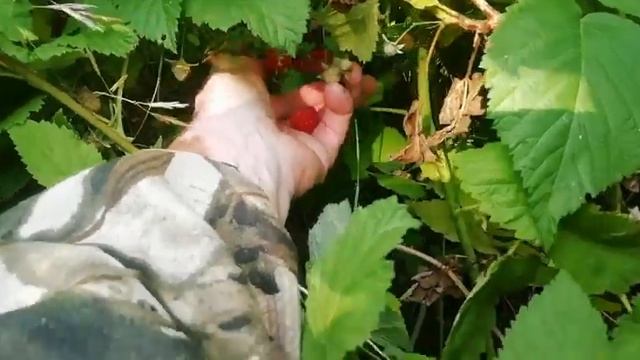 поехал  За дикой Малиной и покусали Осы 🐝🐝🐝 смотреть онлайн