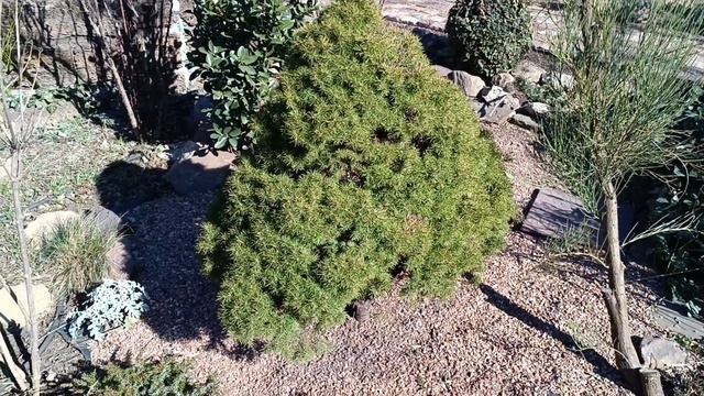 Как ЗАЩИТИТЬ хвойные от СОЛНЕЧНЫХ ОЖОГОВ ? Реанимация хвойных растений получившие весенний ожог. смотреть онлайн