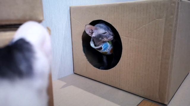 Cats control the construction of a house from cardboard смотреть онлайн