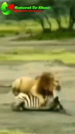 Lion 🦁 Attack Zebra video #shorts #natural tv show #animals #viral