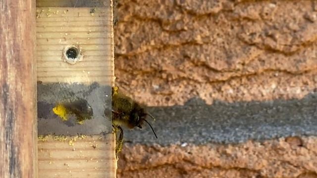 No vestibular cell in a Red mason bee nest смотреть онлайн