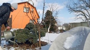 💁🌲 Спасаем хвойные от солнечных ожогов 🌲🌲🌲