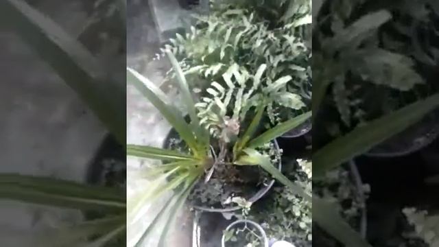 Orquideas Nativas, amazonia, floridas,gojira amazonia смотреть онлайн