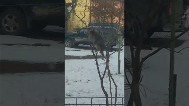 Кошка ворует сало смотреть онлайн