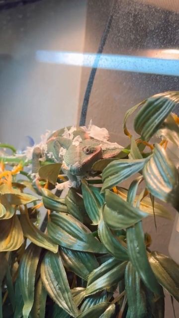 Как линяет хамелеон (линька) смотреть онлайн