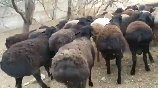 Бишкекские бараны. 🐏 🐑