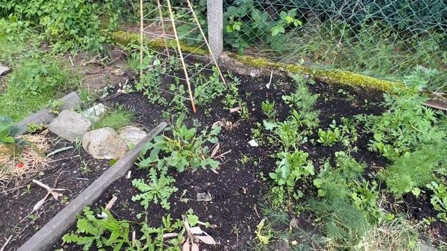 Selbstversorgergarten und Aussaaten im Juni смотреть онлайн