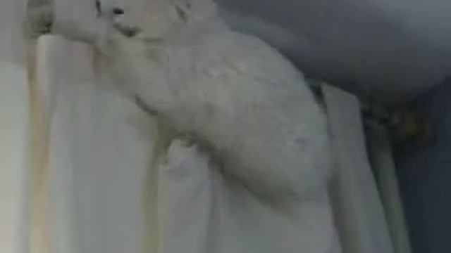 Милка запуталась в занавеске 2 смотреть онлайн