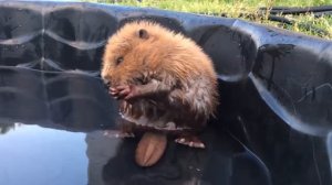 Детеныш бобра