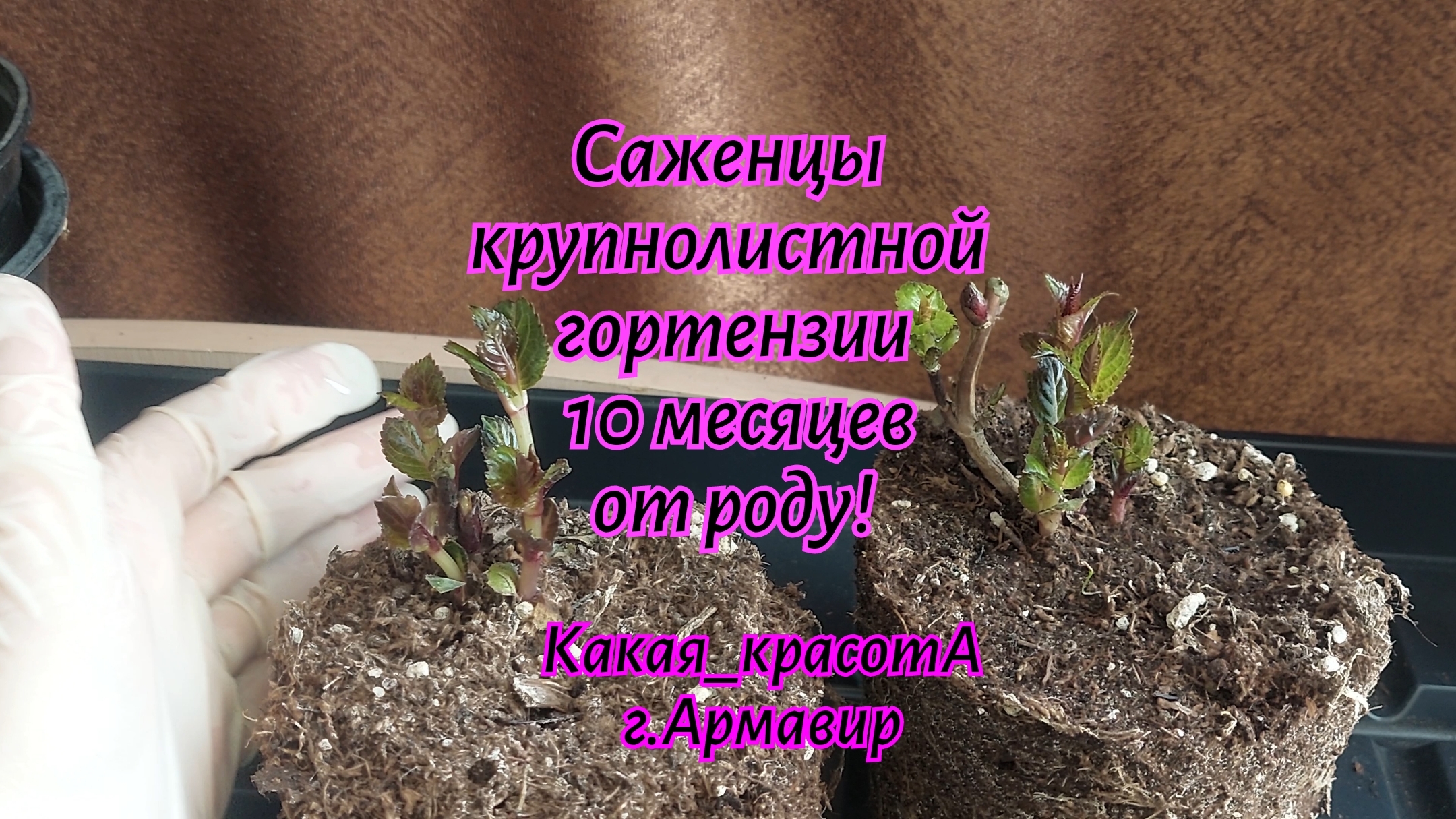 Как выглядят мои САЖЕНЦЫ КРУПНОЛИСТНОЙ ГОРТЕНЗИИ В 10 МЕС.Цветут ли они в 1ый год?22.02.25