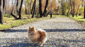 Бася Шпиц радуется шуршащей листве!