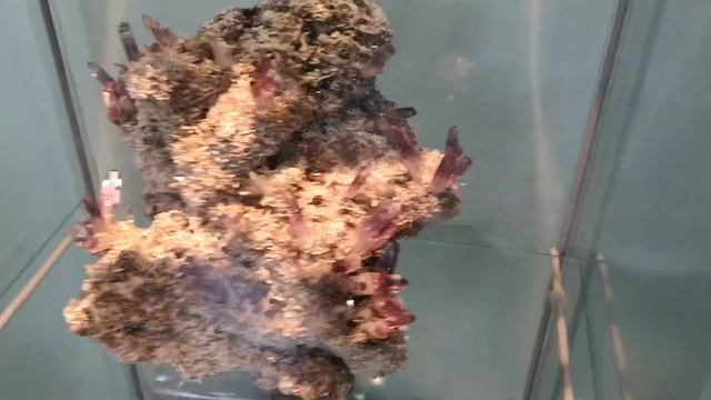 RARE Museum Quality Amethyst on Matrix, Las Vigas, Veracruz Mexico смотреть онлайн