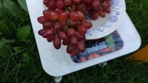 Первый урожай - кишмиш 342 и Велес. Вес грозди.
