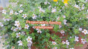 Размножение бакопы семенами.