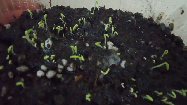 Питахайя, выращивание из семян 1 часть смотреть онлайн