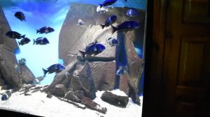 Трофеусы звёздчатые.  Rybac.