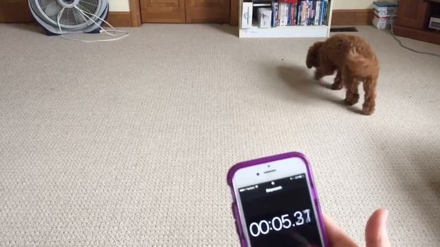 Dog's Distance from Camera смотреть онлайн