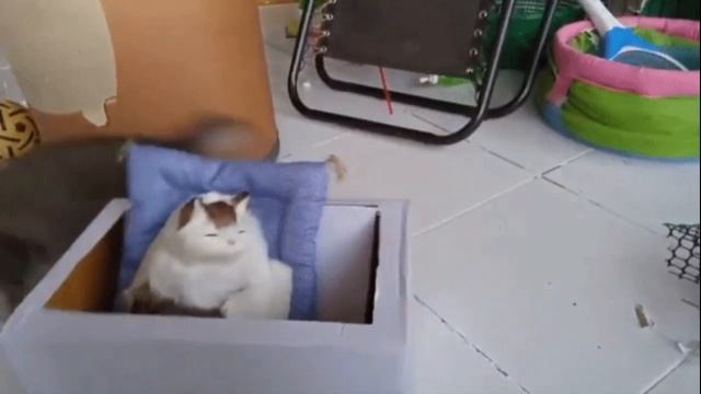 Простая жизнь забавных животных/ Funny animals смотреть онлайн