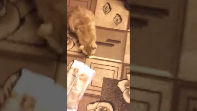 Кошка очень хотела чипсы) смотреть онлайн